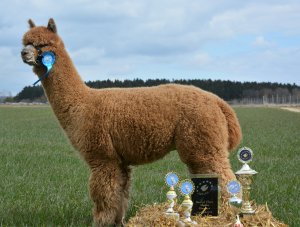 Veulen van WF Earl Grey