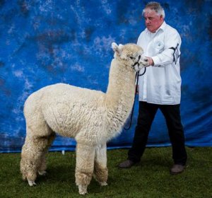 Veulen van WF Earl Grey