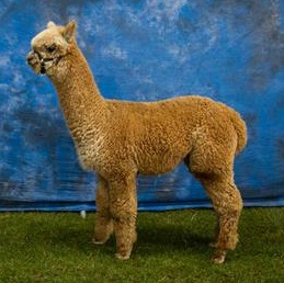 Veulen van WF Earl Grey