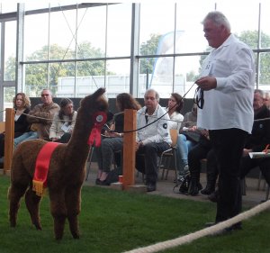 Veulen van WF Earl Grey