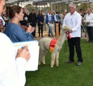 Veulen van WF Earl Grey