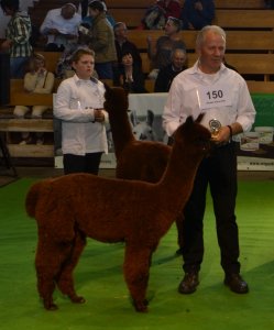 Veulen van WF Earl Grey