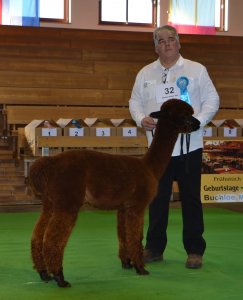 Veulen van WF Earl Grey