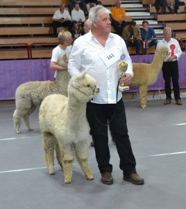 Veulen van Earl Grey