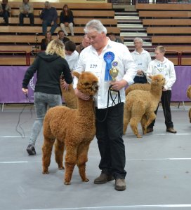 Veulen van Earl Grey