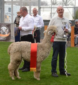 Veulen van Earl Grey