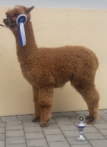 Veulen van WF Earl Grey