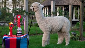 Veulen van WF Earl Grey