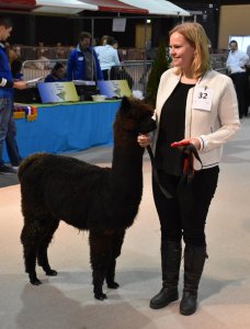 Veulen van OL Taylor