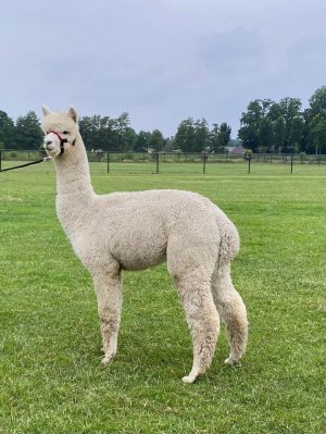 Stoneleigh Fire Cracker