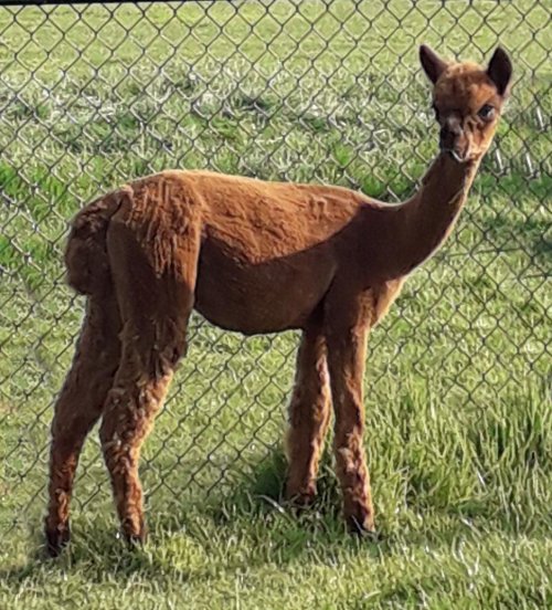 Veulen van OL Taylor