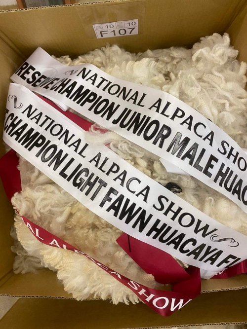 Stoneleigh Fire Cracker