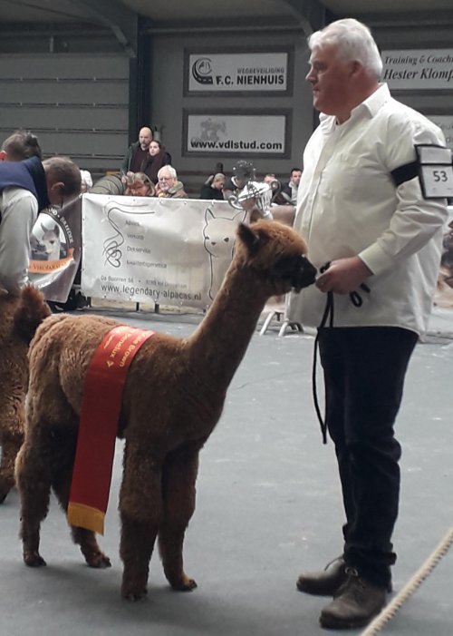 Veulen van Millduck Stallone