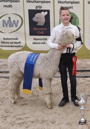 Veulen van Stoneleigh Fire Cracker