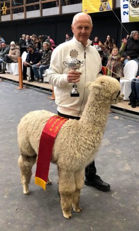 Veulen van Stoneleigh Fire Cracker