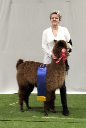 Veulen van QL Kolorado