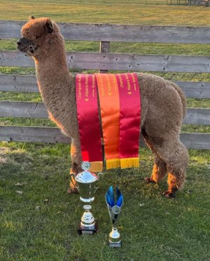 AGI Go-Tess Navigator