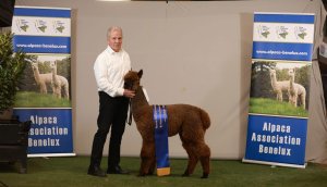 Veulen van Inca Grey Flyte