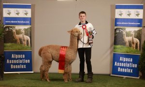 Veulen van Stoneleigh Fire Cracker